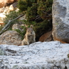 Golden-mantled Ground Squirrel