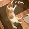 雨田甘夏、静止です。【猫と蹴っ飛ばしとずっこけ事情】