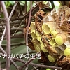 「アシナガバチの巣」