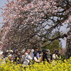 吉高の大桜（2009）