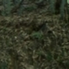 竹林　３６０度　パノラマ