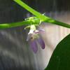 開花～～。