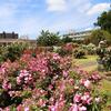バラ園　大船フラワーセンターにて＆今日の独り言
