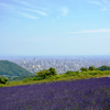 知られざる札幌のラベンダースポット：市内で楽しむ紫の絶景
