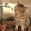 猫の水分補給について