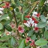 6月はフェイジョアの紅白の花からカンパニュラとアーティーチョークの紫色の花