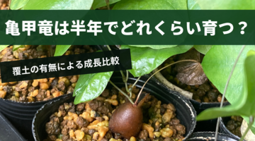 実生亀甲竜の塊根は半年間でどれくらい育つのか？｜覆土ありとなしの成長を比較！