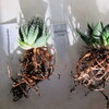 ささっと植え替え