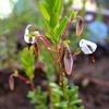 クランベリーの花が咲き始めました。