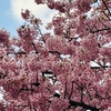 せせらぎ遊歩道の河津桜が咲いたよ！2024