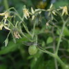 ようやく日照（にっしょう）があり、「トマト苗」を定植しました。