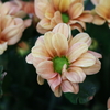 DAILY FLOWERS!!