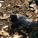 動物ランド