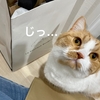 外出から帰宅した飼い主を疑いの眼差しで見つめる愛猫w