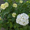 阪急苦楽園口｜2024年の夙川公園の紫陽花の観察情報をお届けします（6月3日更新）