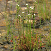 モウセンゴケ　葦毛湿原の花