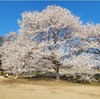 淡墨桜を愛でながら昼休憩💖