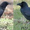 🐦野鳥の回【38】🆕 カラスじゃないのよ❝ガラス❞！ハシボソガラス（嘴細烏）他カワラヒワ・アオジ・カワウ