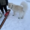 辞められませんね朝食前の軽食