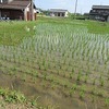 登校の風景：さわやかなたんぼ道