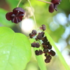 庭の花と生き物