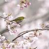 メジロ、山桜のなか