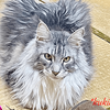 シルル７歳になりました：メインクーン猫シルルのもふもふ