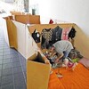 ペットが一番に決まってるじゃん( -_-)o