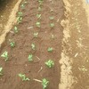 春夏野菜の植え付け完了