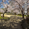 桜花の真田山・宰相山公園