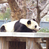 王子動物園に行きました