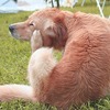 犬の背中から大量のフケが！その原因とは？