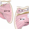 石灰沈着性肩腱板炎〜肩関節周囲炎シリーズ〜