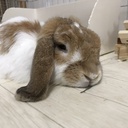 うさノリブログ