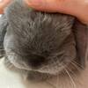 うさぎが匂いを消す行動の意味と愛情表現