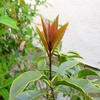 キンモクセイの新芽