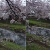 花筏