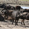 アフリカスイギュウ(Buffalo)にアカハシウシツツキ(Red-billed Oxpecker)