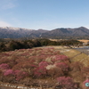 いなべ市農業公園の梅林公園≪#3≫ 　― 梅林の海中を歩く　―