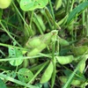 秋が来たけれどがんばる夏野菜