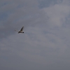 【Leica】Leica SL2-Sで撮る白鳥。飛行中やモノクロ撮影もした📸