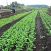 今週の野菜