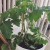お仕事復帰して、ベランダ菜園も始めてみました
