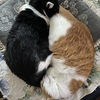 白黒と茶白のアンモニャイト😽