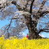 色彩鮮やか！福島県の「春の花と桜の共演が楽しめるスポット」8選