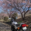 早くも桜が咲いている