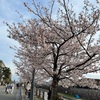 公園のベンチに座って家族で花見