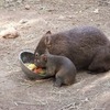 ウォンバットって何？ブリスベンの動物園にもいます！