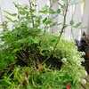 多肉植物の寄せ植えに挑戦！