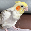 7. オカメオンコを飼い始めました。